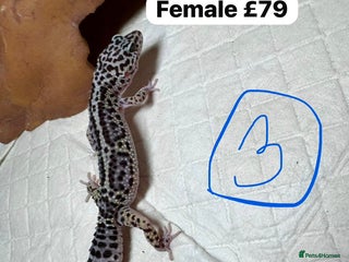 Leopard Gecko reptiles crested geckos - possible a full setup - Advert 1