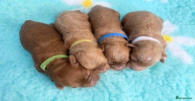 Cavapoo dogs - Advert 9