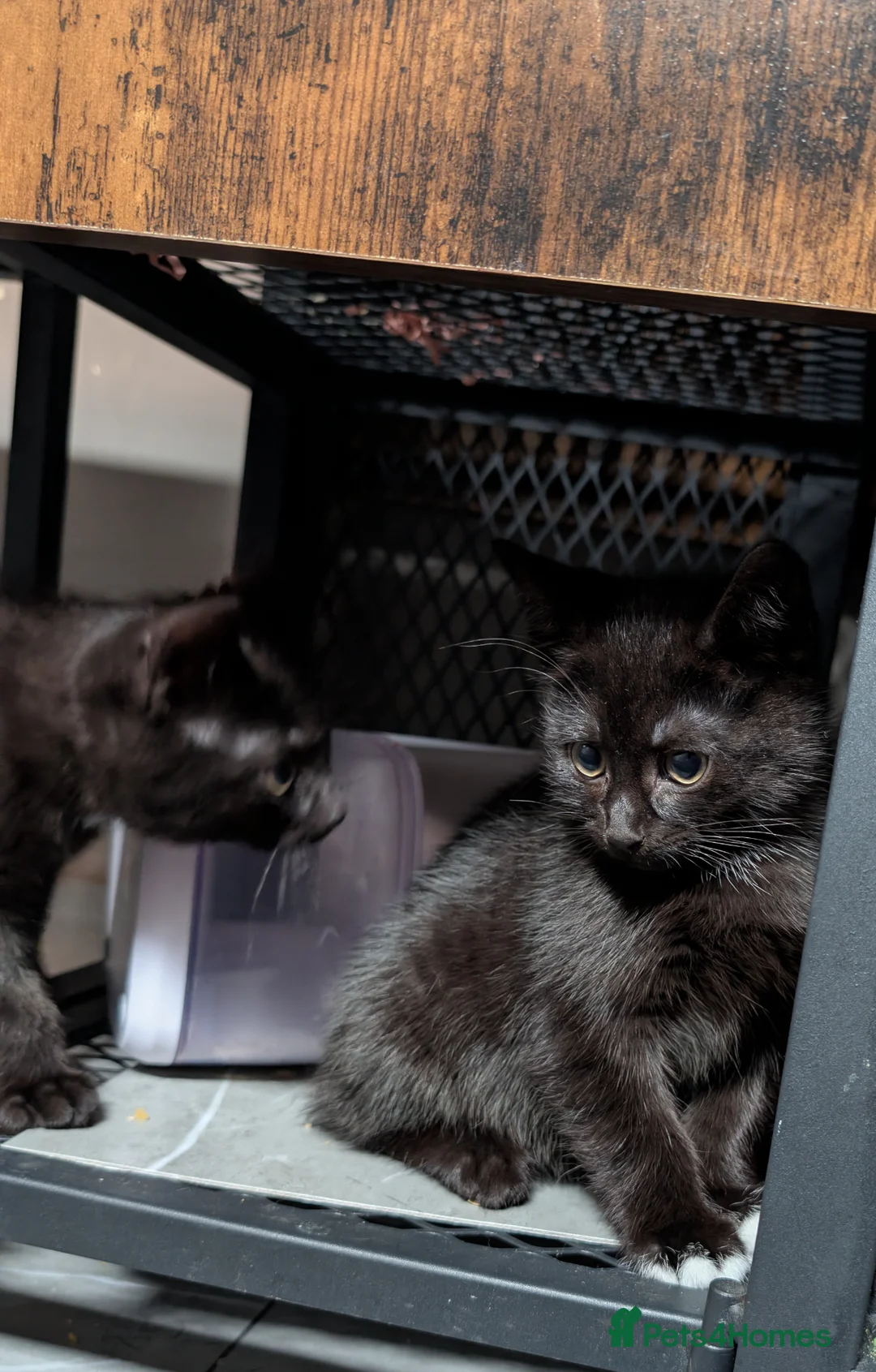 Mixed Breed cats for sale: Black Kittens with White Markings Tuxedo & Solid  - Advert 2