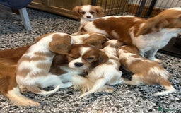 Cavalier King Charles Spaniel dogs for sale: Gorgeous Cavalier King Charles Spaniel puppies - Advert 33