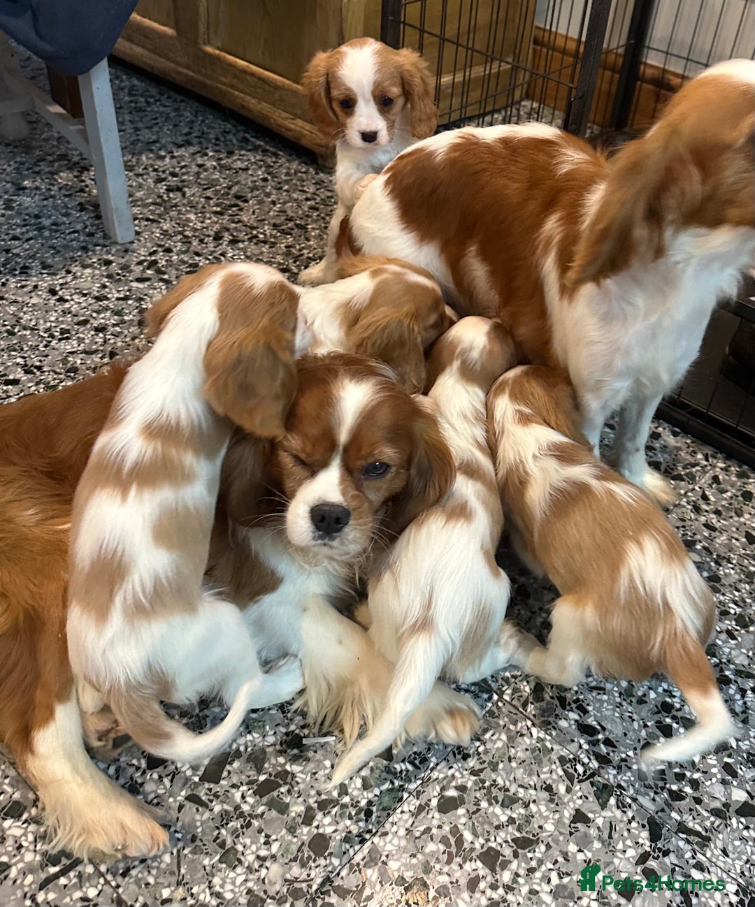 Cavalier King Charles Spaniel dogs for sale: Gorgeous Cavalier King Charles Spaniel puppies - Advert 33