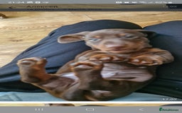 Miniature Dachshund dogs for sale: Mini Dachshund Puppies - Image 15