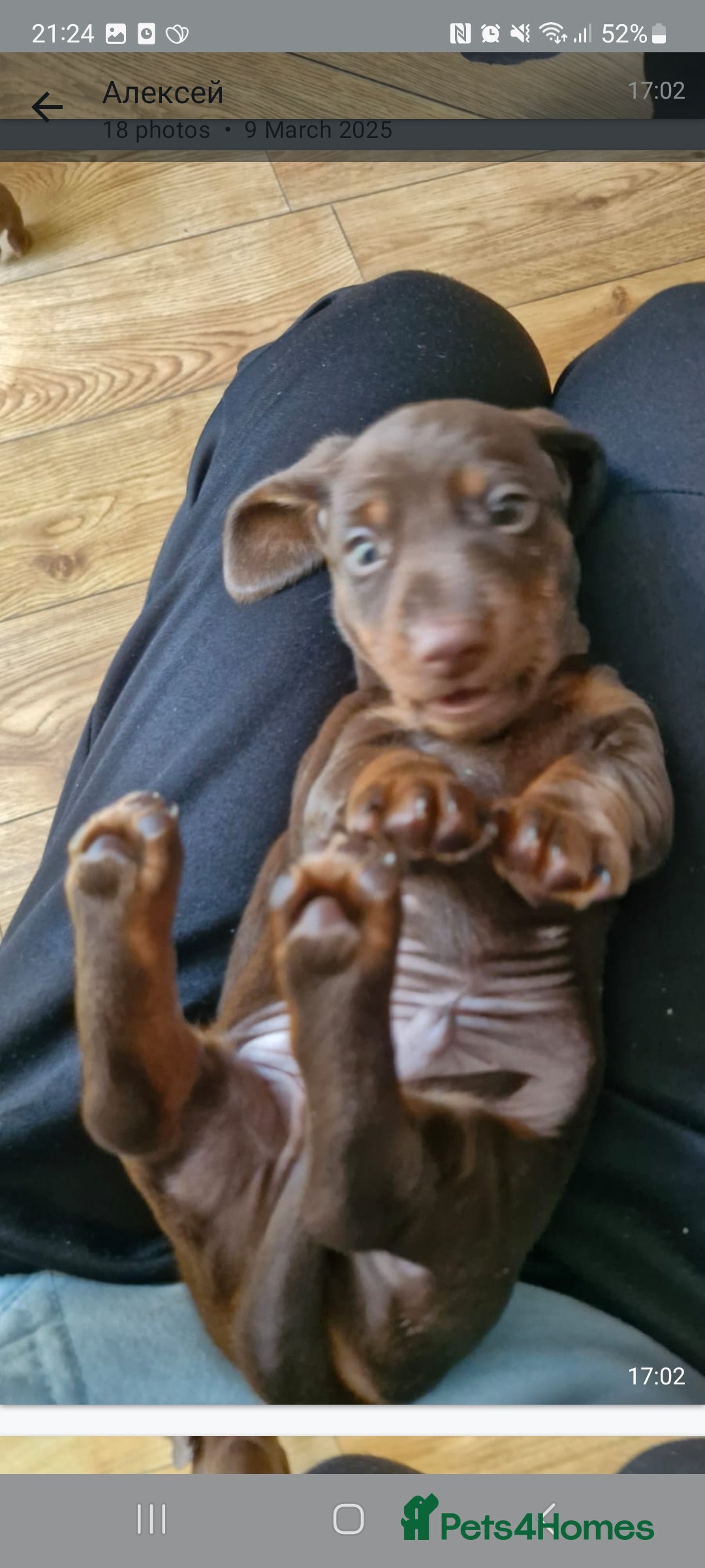 Miniature Dachshund dogs for sale: Mini Dachshund Puppies - Image 15