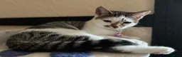 Mixed Breed cats for sale: Strawberry is looking for her forever home - Advert 4