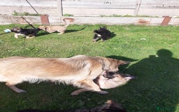 German Shepherd dogs for sale: Straight back gsd puppies  - Image 13