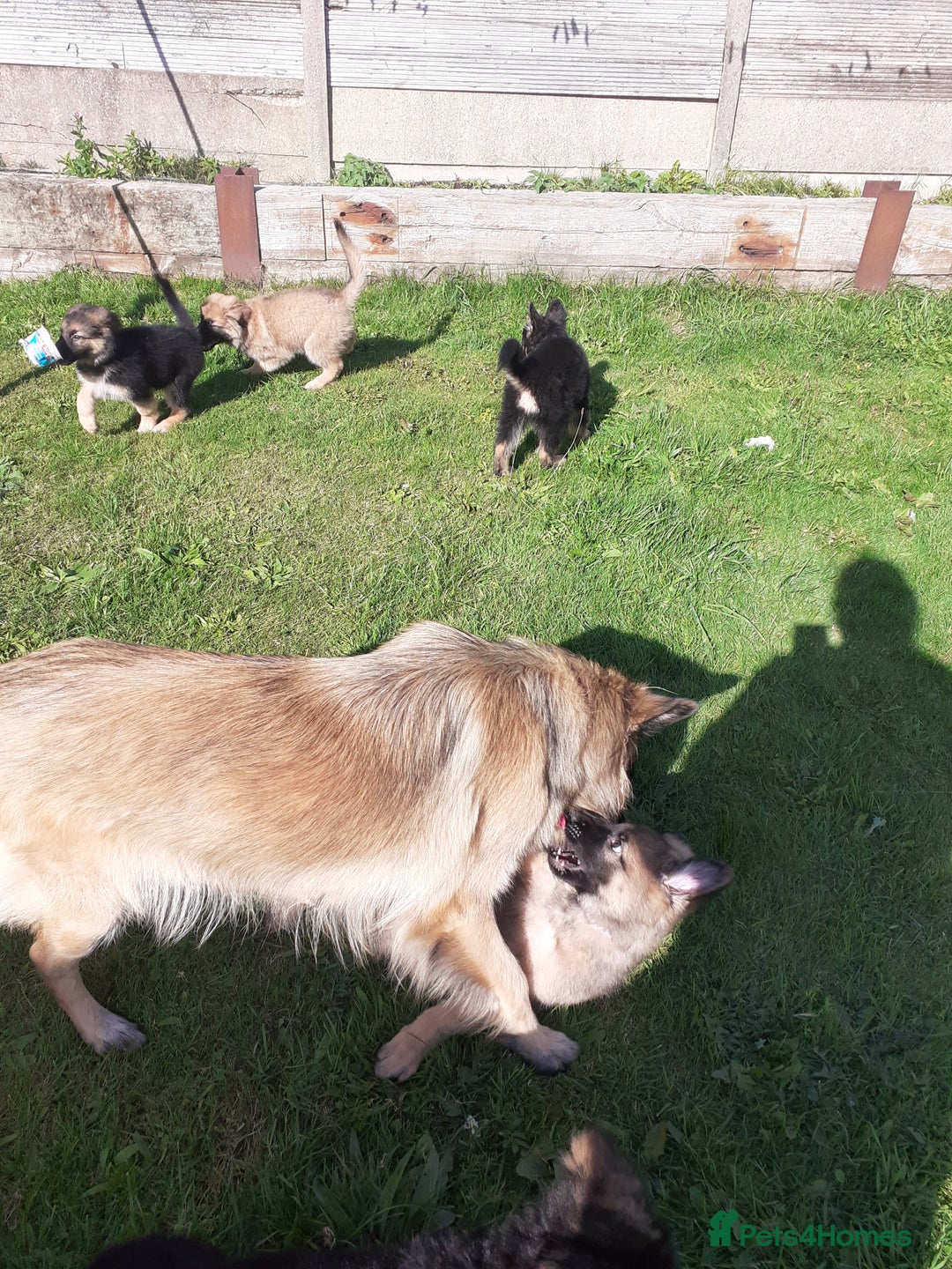 German Shepherd dogs for sale: Straight back gsd puppies  - Image 13