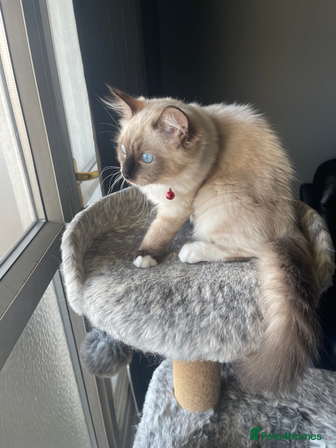 Ragdoll cats for sale: 3 beautiful ragdoll kittens  - Advert 5