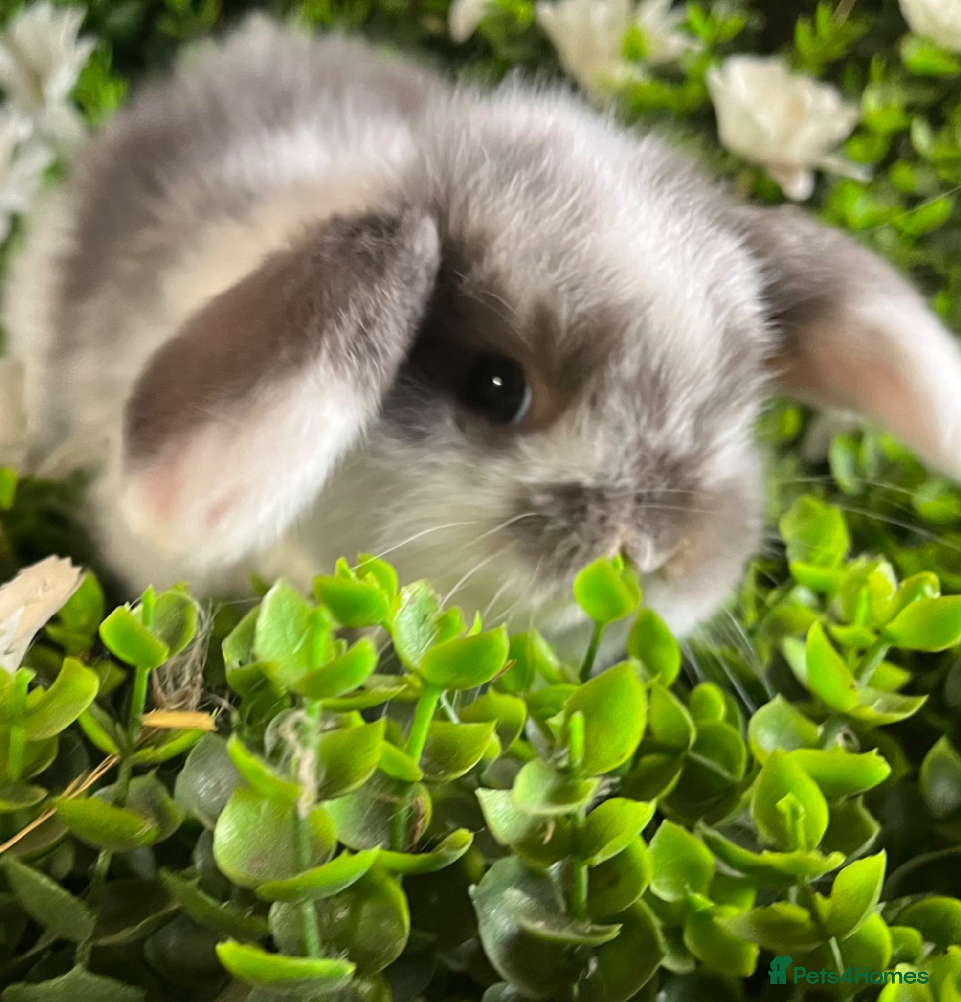 Mini Lop rabbits Gorgeous pure mini lops  - Advert 1