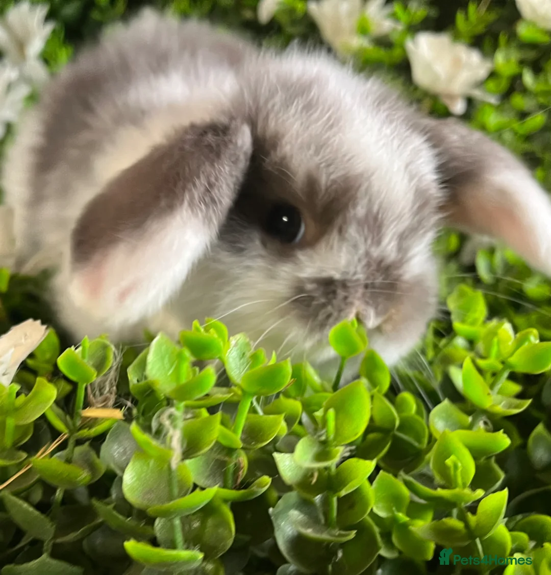 Mini Lop rabbits for sale: Gorgeous pure mini lops  - Advert 1