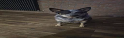 Australian Cattle Dog dogs for sale: Female Australian cattle dog - Advert 1