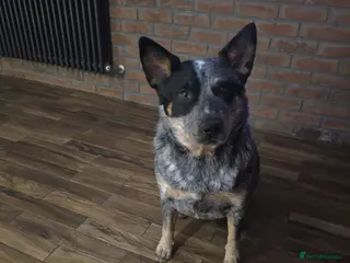 Australian Cattle Dog dogs Female Australian cattle dog - Advert 11
