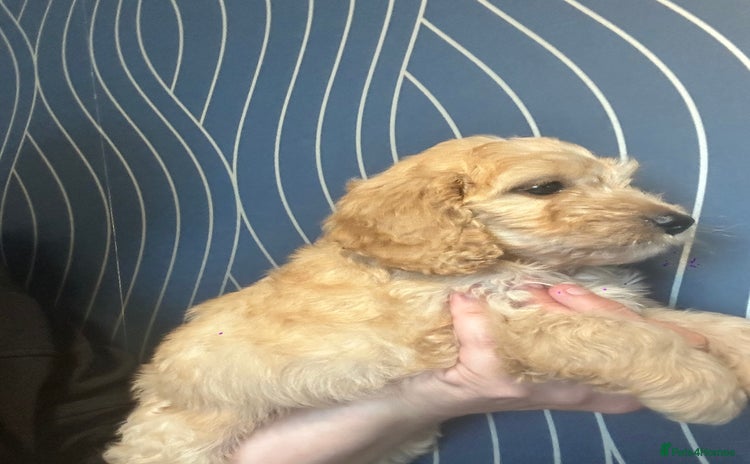 Cockapoo dogs - Advert 1