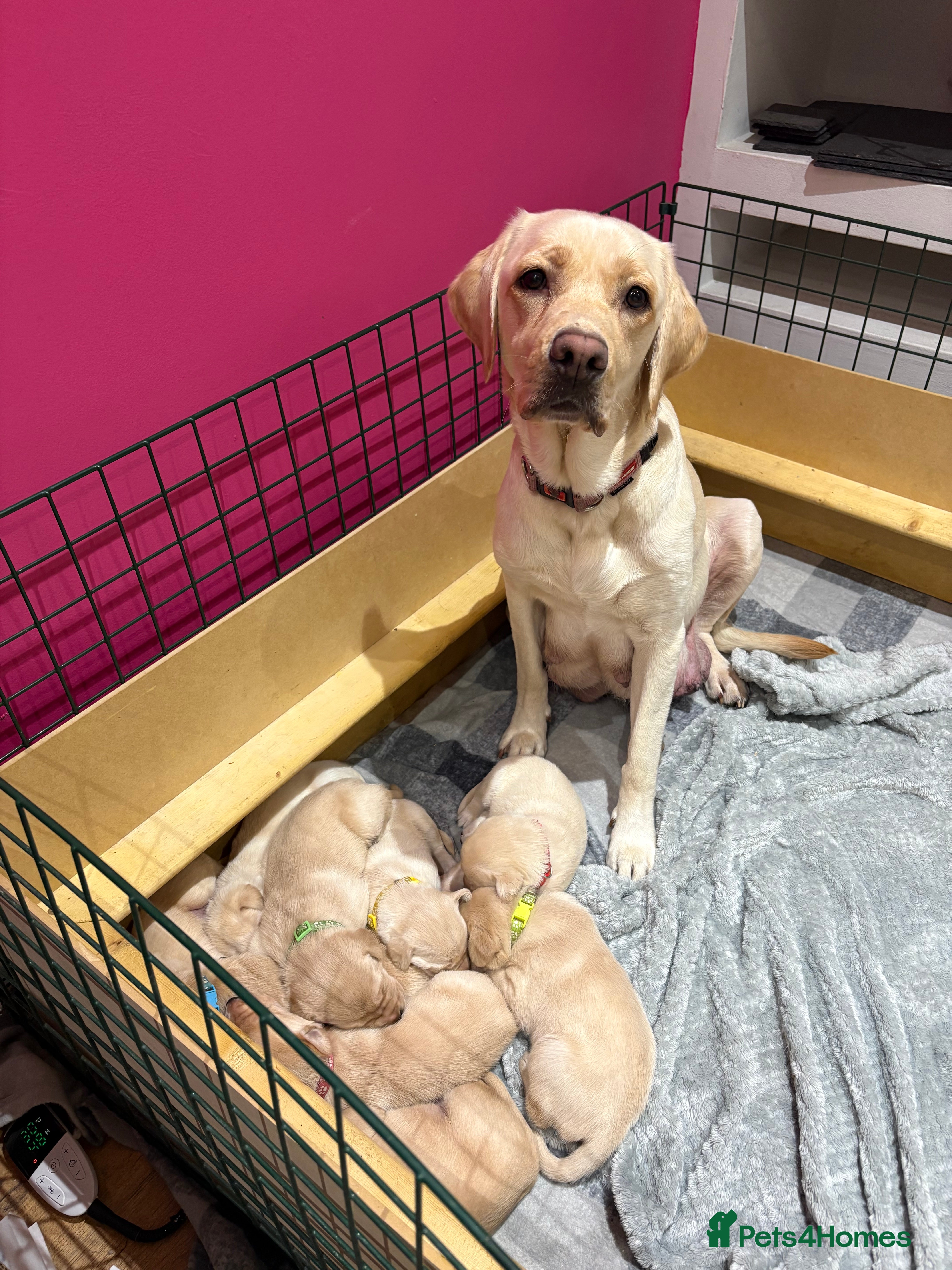 Labrador Retriever dogs Labrador Retriever Puppies - 6 Boys / 3 Girls - Advert 2