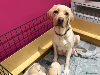 Labrador Retriever dogs Labrador Retriever Puppies - 6 Boys / 3 Girls - Advert 1