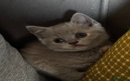 British Shorthair cats for sale: Adorable kittens READY NOW in Wakefield - Image 2