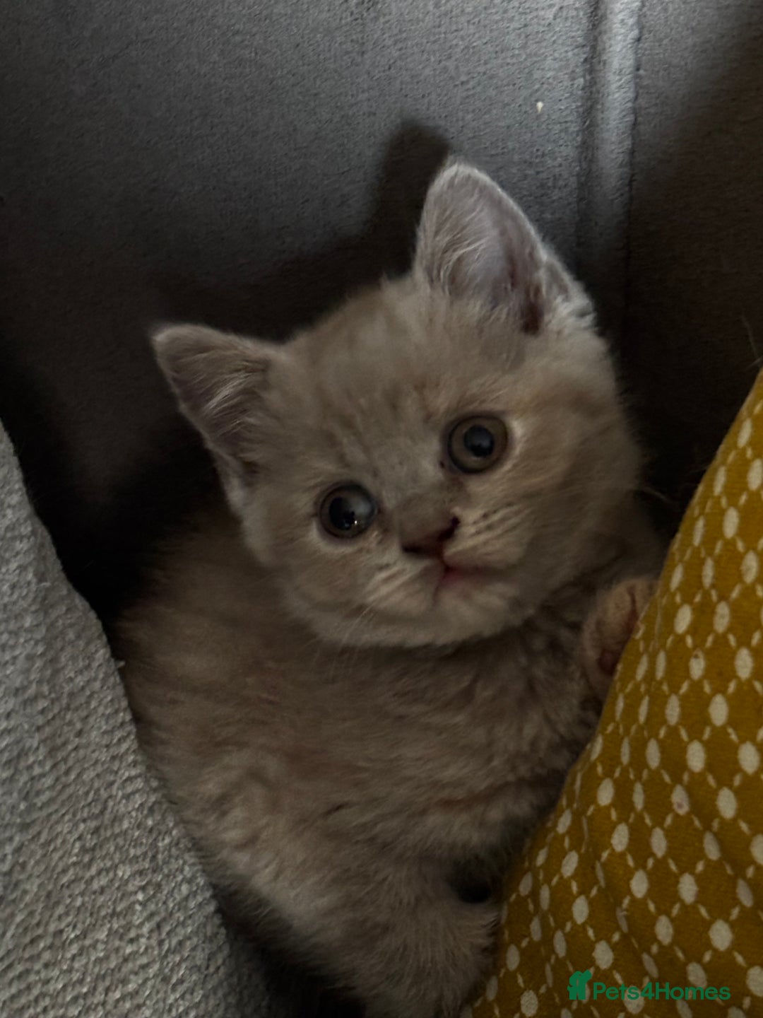 British Shorthair cats for sale: Adorable kittens READY NOW in Wakefield - Image 2