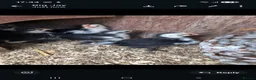 Chickens poultry for sale: Pekin chicks - Advert 3