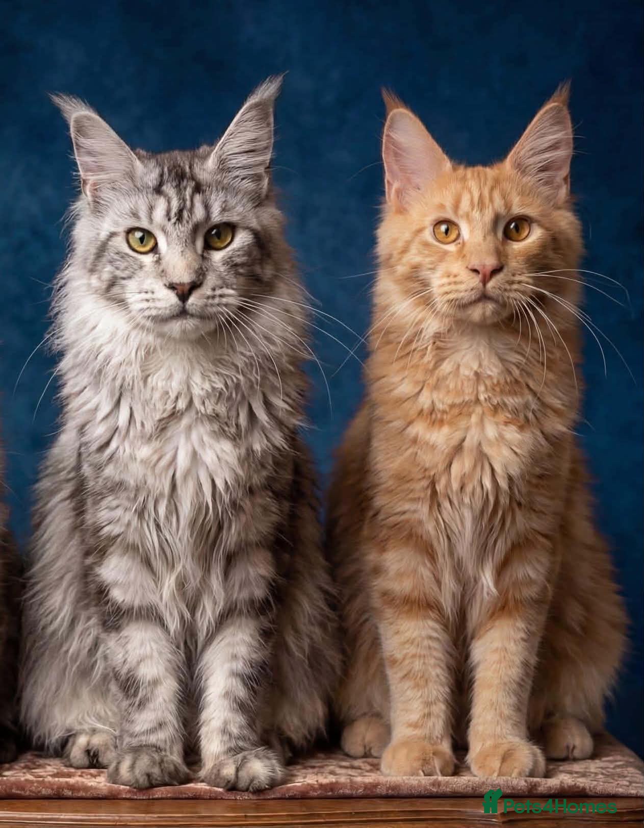 Maine Coon cats Beautiful Maine coon kittens - Advert 5