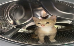 Mixed Breed cats for sale: 2 kittens left ready now! - Image 6