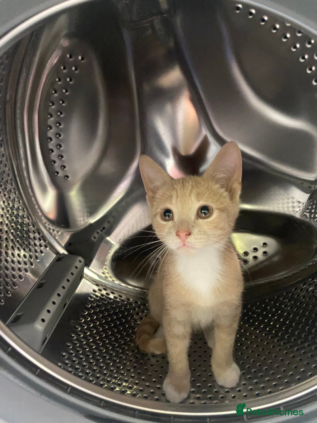 Mixed Breed cats for sale: 2 kittens left ready now! - Image 6
