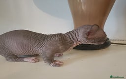 Dwelf cats for sale: STUNNING DWELF - Image 7