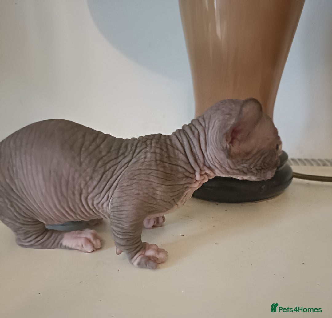 Dwelf cats for sale: STUNNING DWELF - Image 7