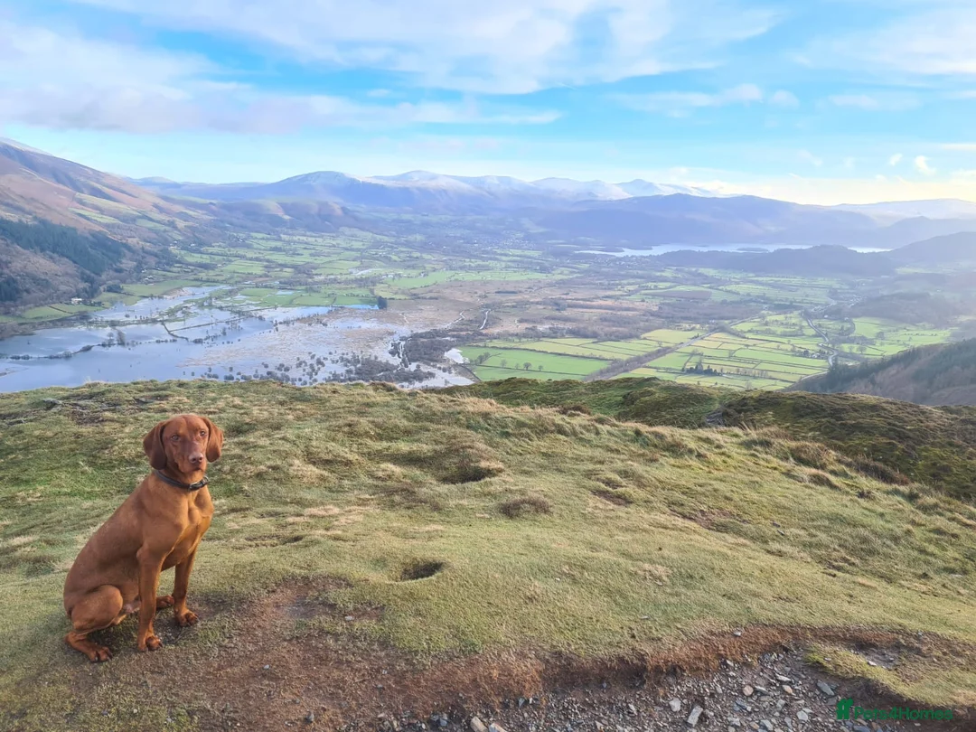 Hungarian Vizsla dogs for sale: Male Hungarian vizla - Advert 2