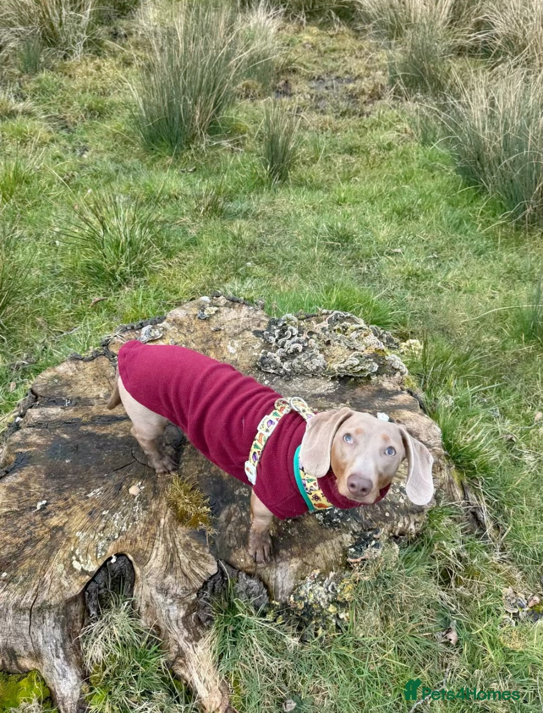 Miniature Dachshund dogs for stud: Isabella miniature dachshund (stud) - Advert 6