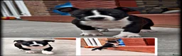Staffordshire Bull Terrier dogs for sale: Staffordshire Bull Terrier Puppies🎀 🐶 - Advert 2