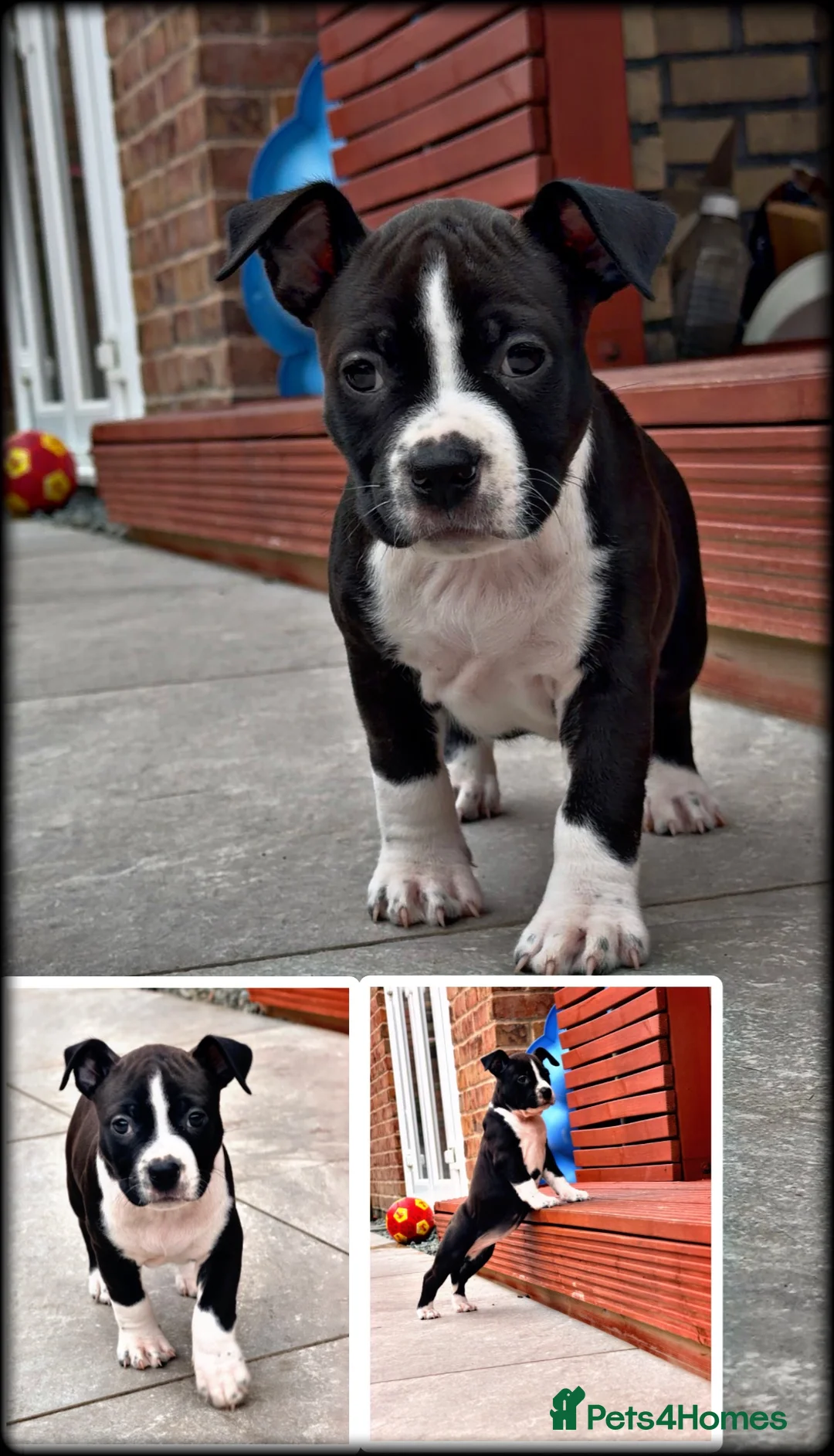 Staffordshire Bull Terrier dogs for sale: Staffordshire Bull Terrier Puppies🎀 🐶 - Advert 2