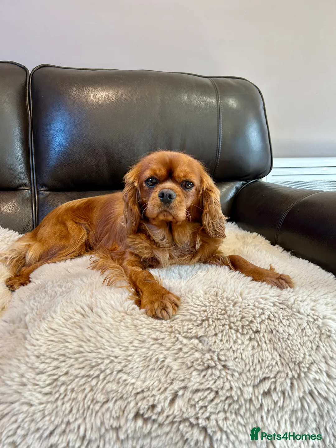 Cavalier King Charles Spaniel dogs for sale: Matilda is looking for her forever home 🏡  - Advert 1