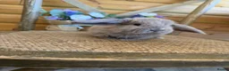 Mini Lop rabbits for sale: ✨ Mini Lop Bunnies | Harlequin & Rare Varieties   - Advert 2