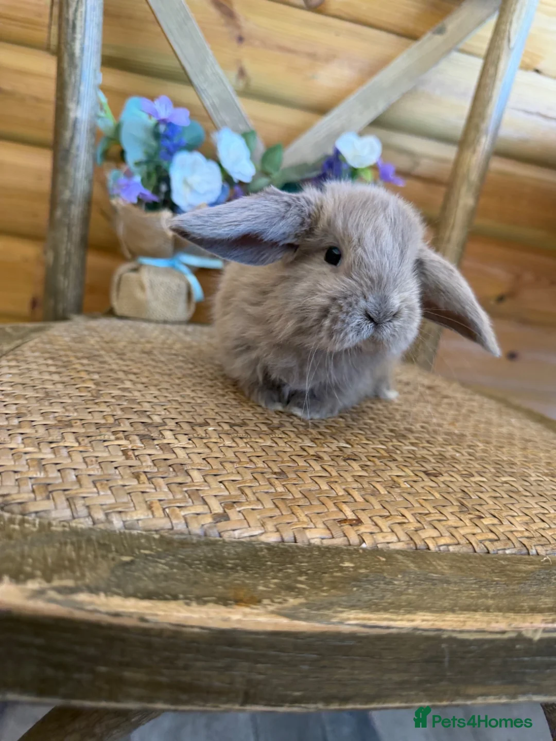 Mini Lop rabbits for sale: ✨ Mini Lop Bunnies | Harlequin & Rare Varieties   - Advert 2