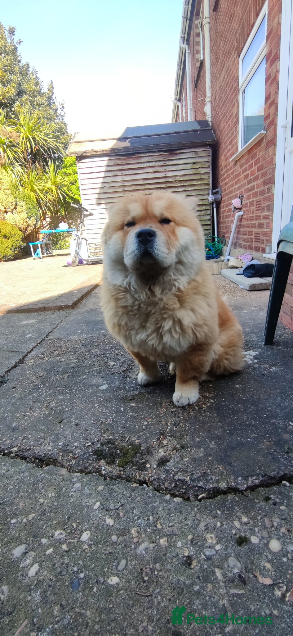 Chow Chow dogs Female Chow Chow – 3 Years Old– Friendly & Healthy - Advert 7
