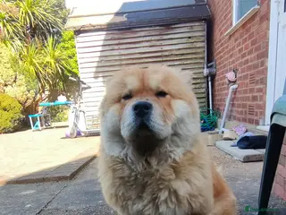 Chow Chow dogs Female Chow Chow – 3 Years Old– Friendly & Healthy - Advert 7