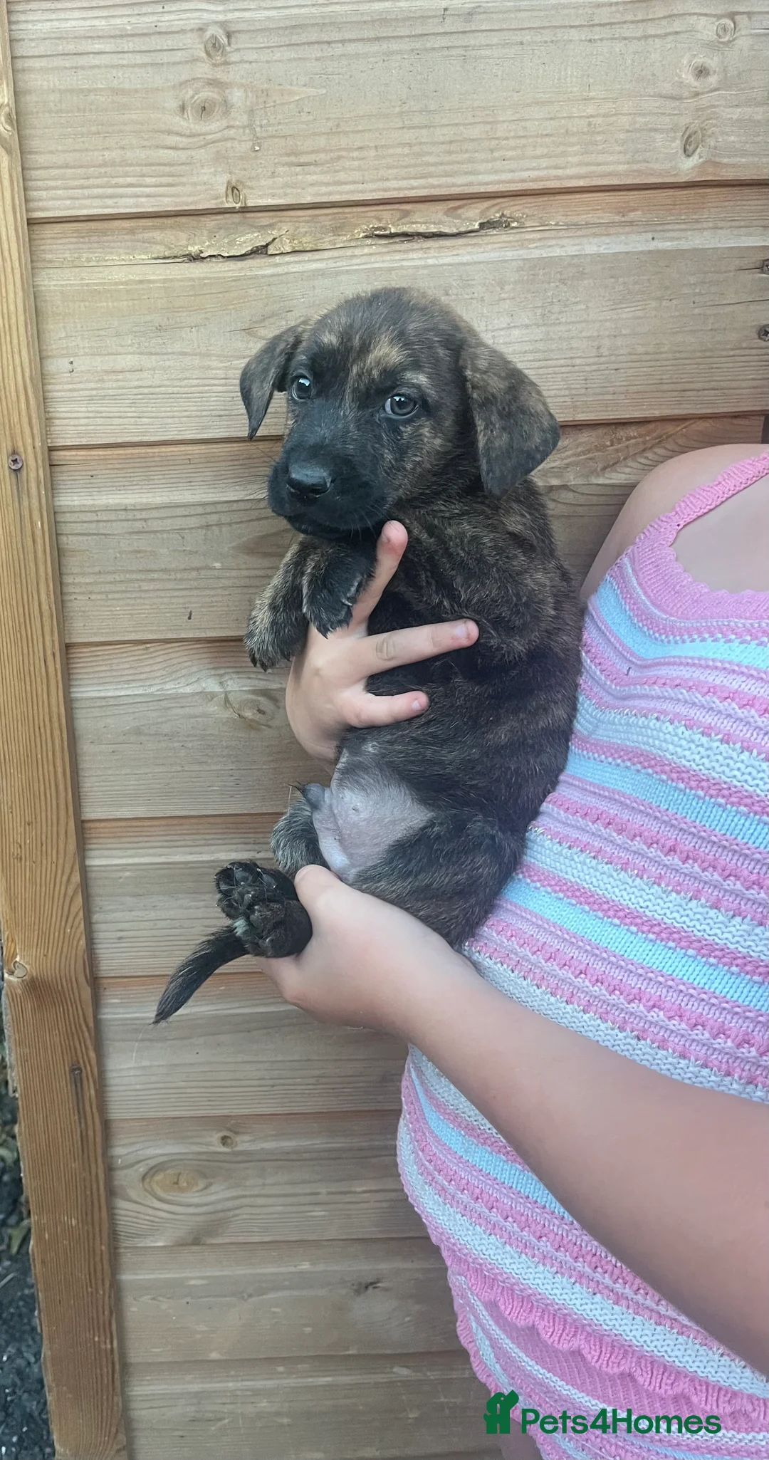 Labradoodle dogs for sale: REDUCED Stunning miniature labradoodle puppies - Advert 2