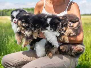 Pomeranian dogs KC Reg Pomeranians🐾Rare Colours🐾Licensed Breeder - Advert 1