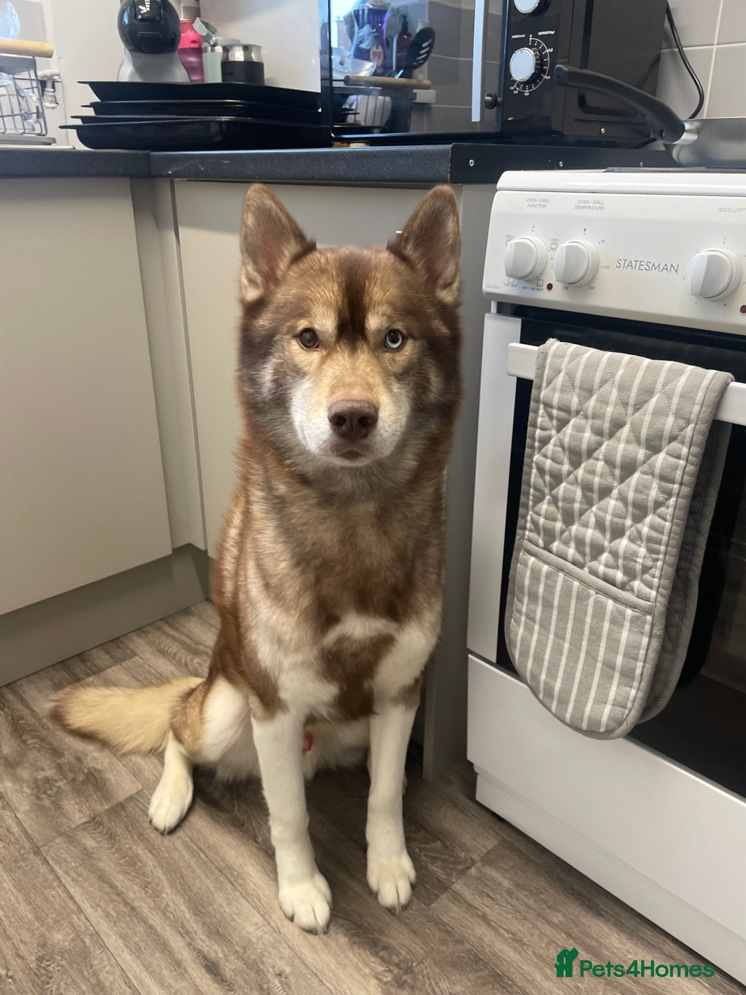 Siberian Husky dogs for stud: GOLDEN BOY PROVEN SIBERIAN HUSKY STUD!🏆🏆🏆 - Image 8