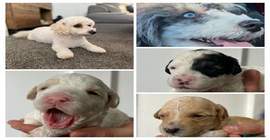Cavapoochon dogs - Advert 7