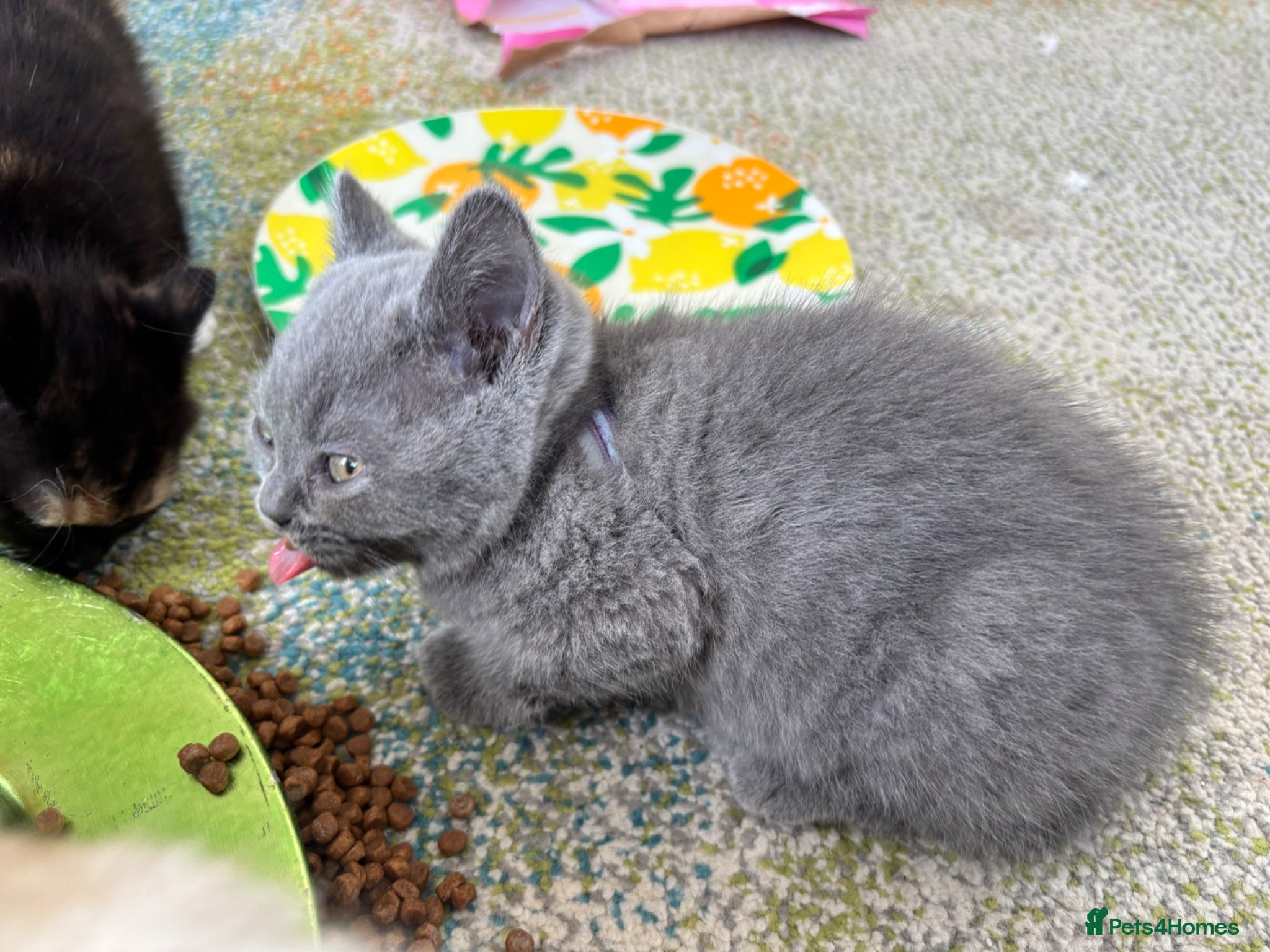 British Shorthair cats for sale: 1 beautiful British Blue - Advert 3