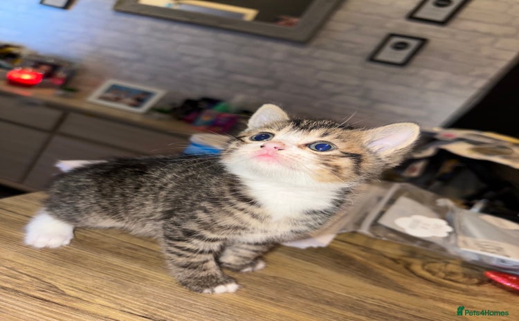 Mixed Breed cats - Advert 4