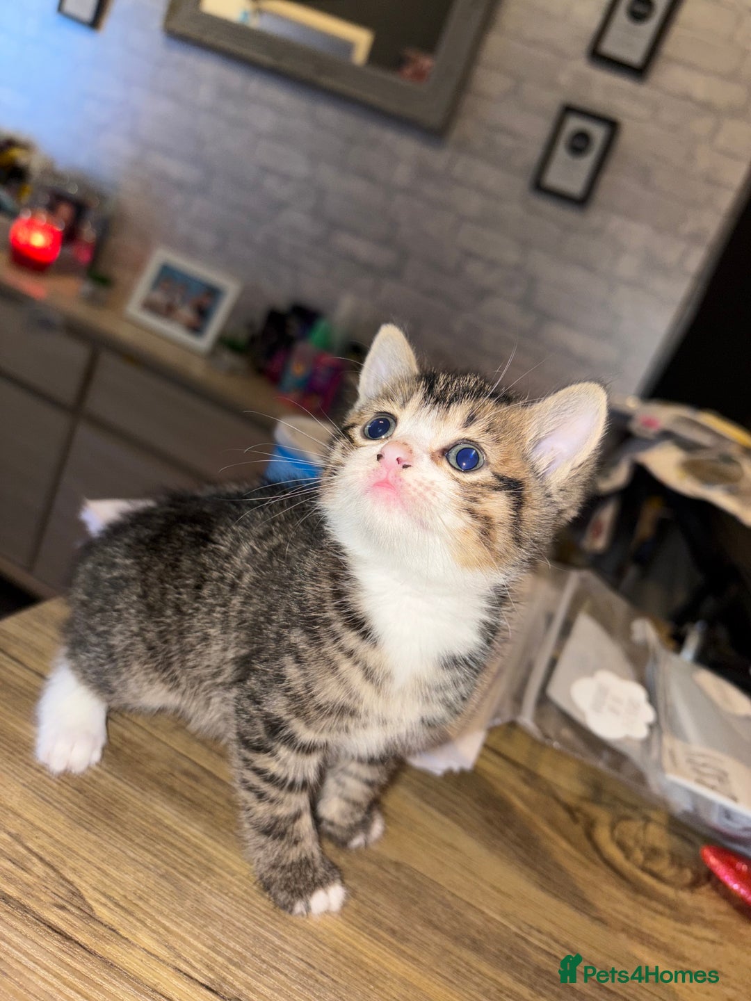 Mixed Breed cats for sale: Female kitten ready to leave 12th October  - Image 1