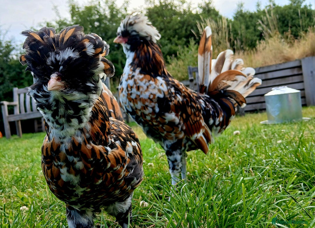Chickens poultry for sale: Purebred Polish Tolbunt pairs - Image 14