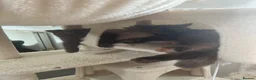 British Shorthair cats for sale: GCCF Registered Top-Quality British Shorthairs  - Advert 14