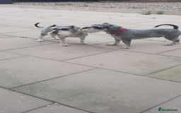 Miniature Schnauzer dogs for sale: Miniature Schnauzer girls - Image 5