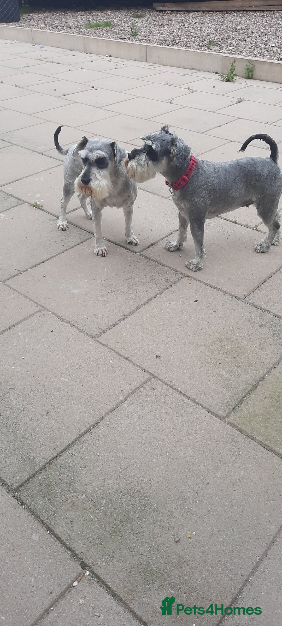Miniature Schnauzer dogs for sale: Miniature Schnauzer girls - Image 5