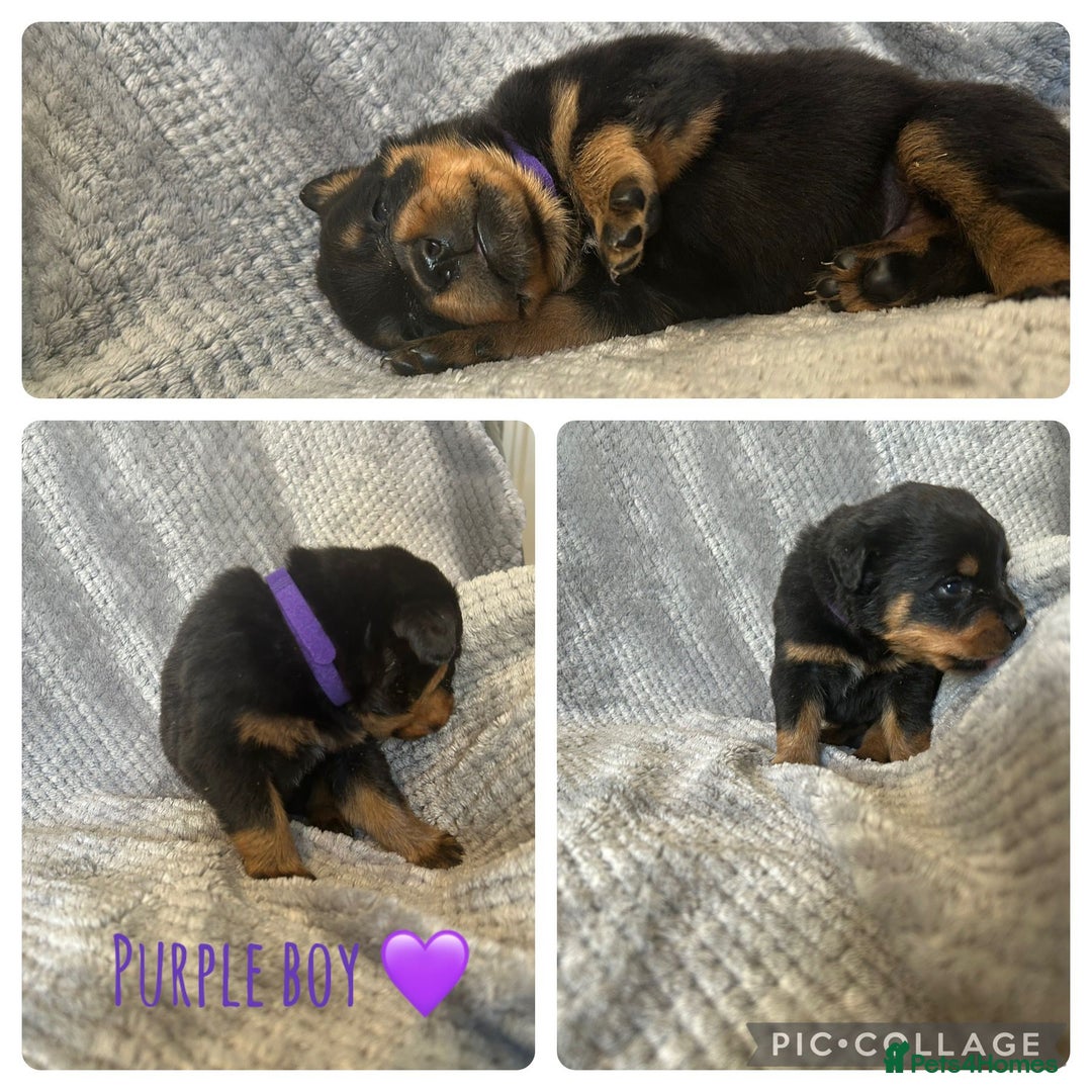 Rottweiler dogs for sale: Rottweiler puppies  - Advert 6