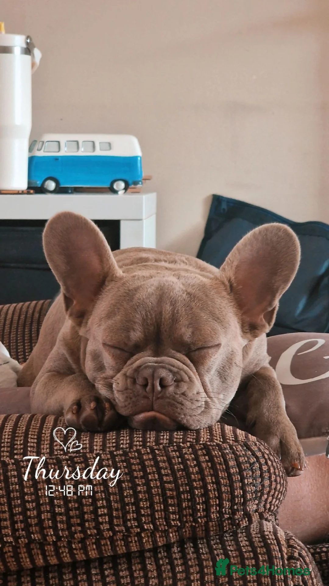 French Bulldog dogs for sale: 6 month old frenchie isabella blue  - Advert 2