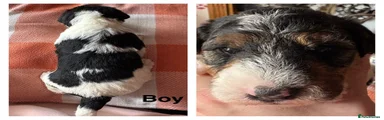 Fox Terrier Puppy 3