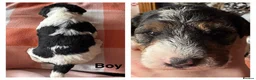 Fox Terrier dogs for sale: Fox terrier puppys - Advert 7